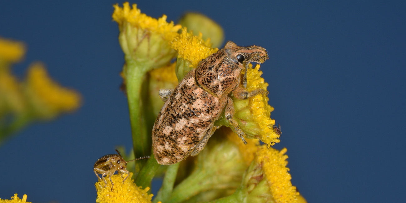 Curculionidae: Cyphocleonus sp?   S,  Cyphocleonus dealbatus